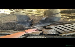 Pig livestock for sale: 2 male pigs for sale - Image 8