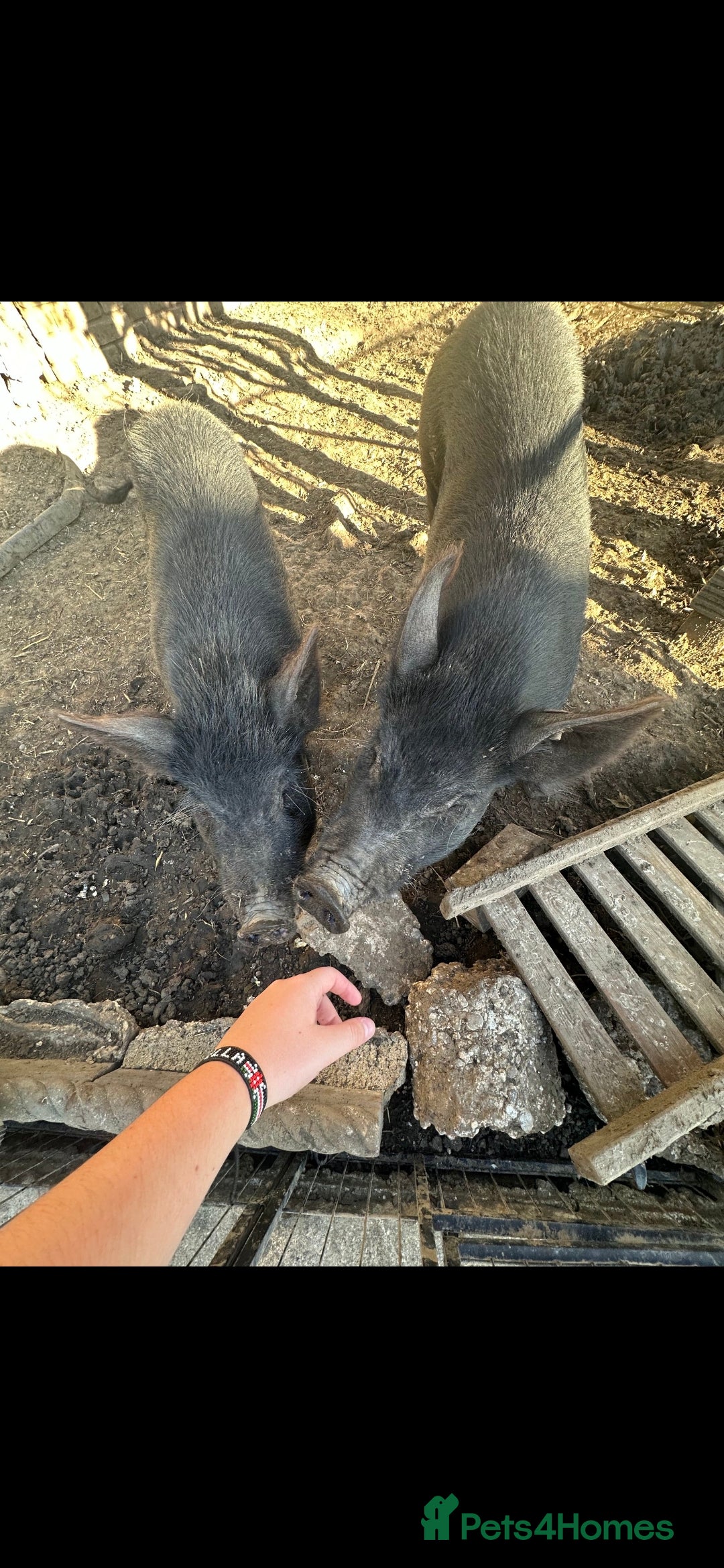 Pig livestock for sale: 2 male pigs for sale - Image 8