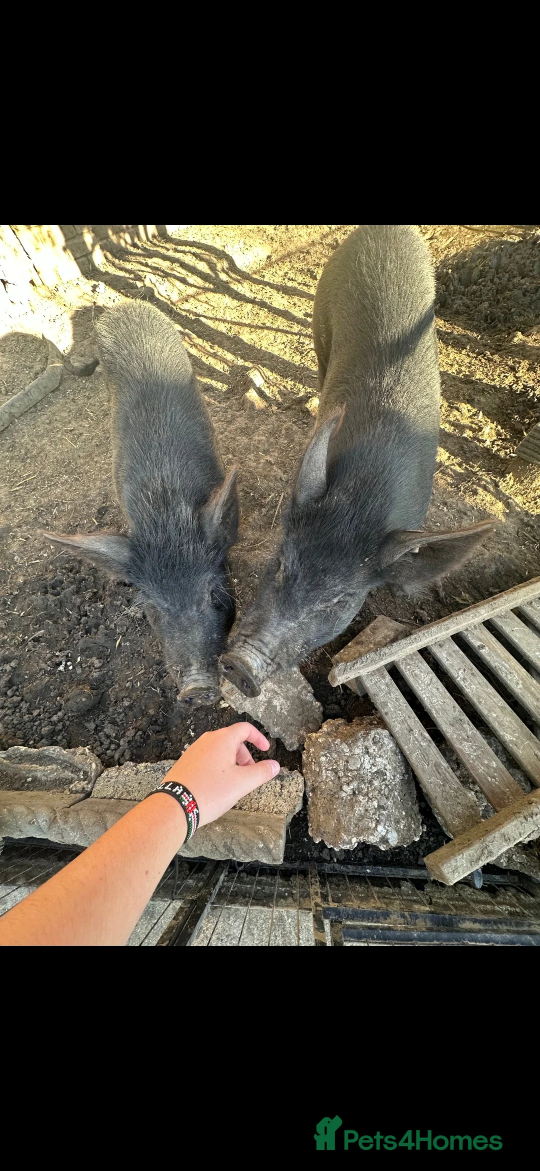 Pig livestock for sale: 2 male pigs for sale - Advert 8
