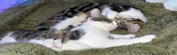Domestic Shorthair cats for sale: Bonded pair - To be rehomed together  - Advert 8