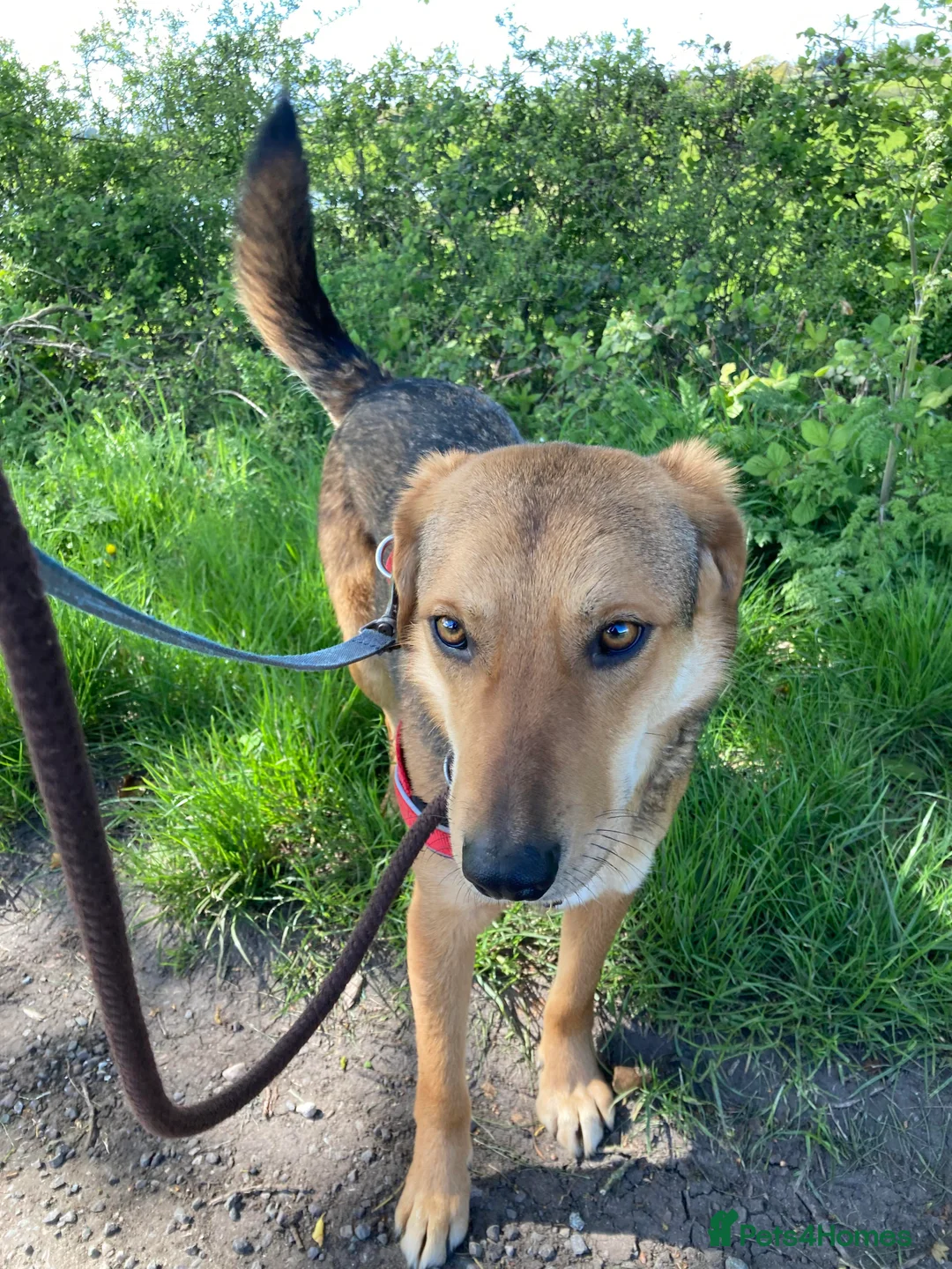Mixed Breed dogs for adoption: Meet Shiloh, currently residing in Cheshire  in Nantwich - Advert 10