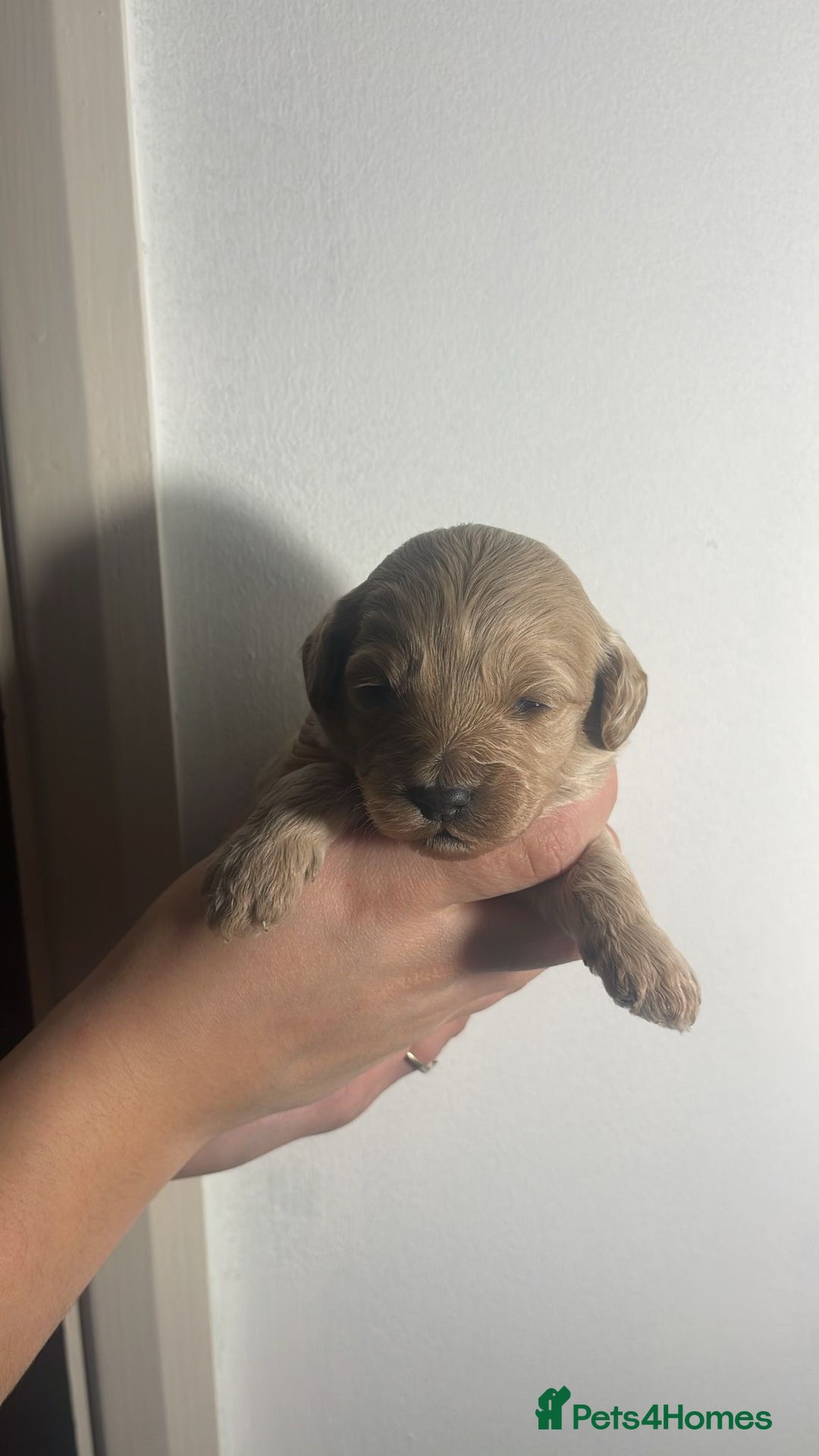 Cockapoo dogs for sale: BEAUTIFUL LITTER OF COCKAPOO  - Advert 7