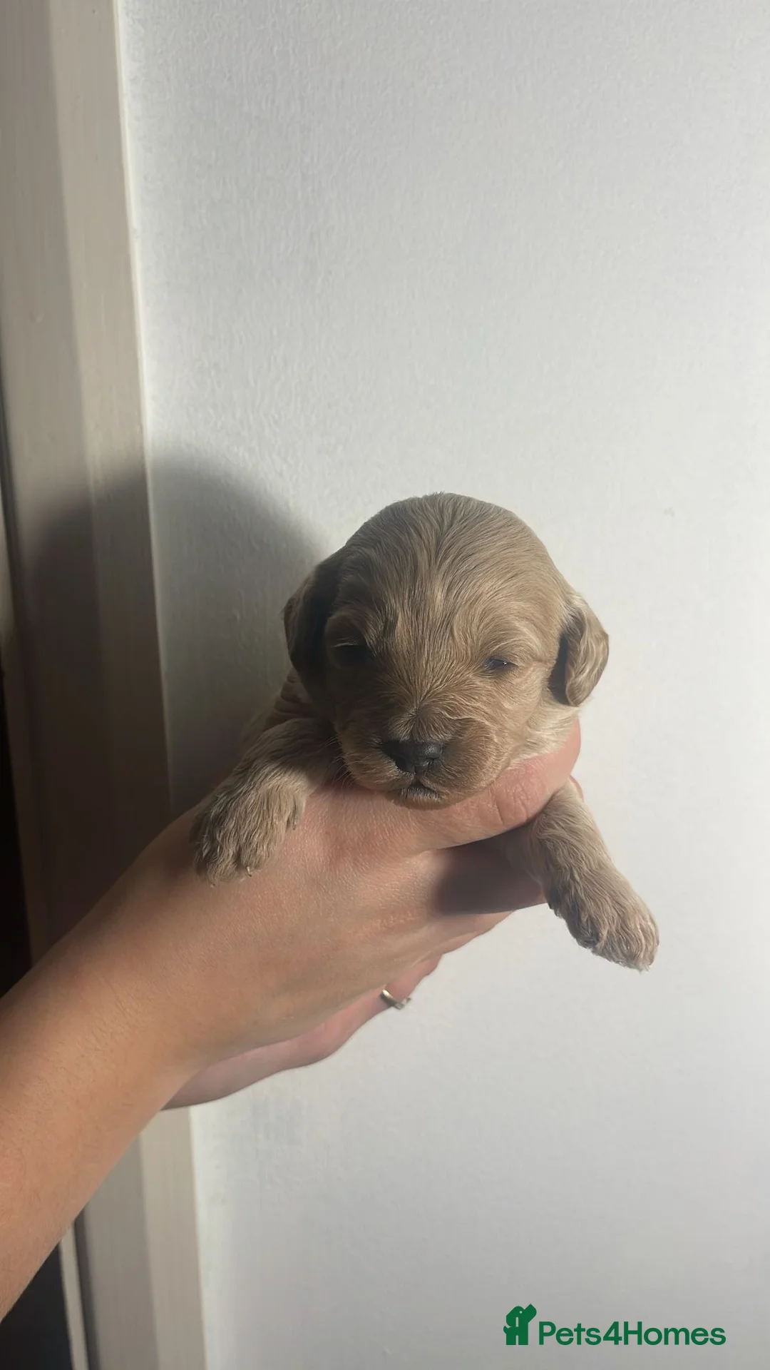 Cockapoo dogs for sale: ONLY TWO GIRLS LEFT BEAUTIFUL LITTER OF COCKAPOO  - Advert 9