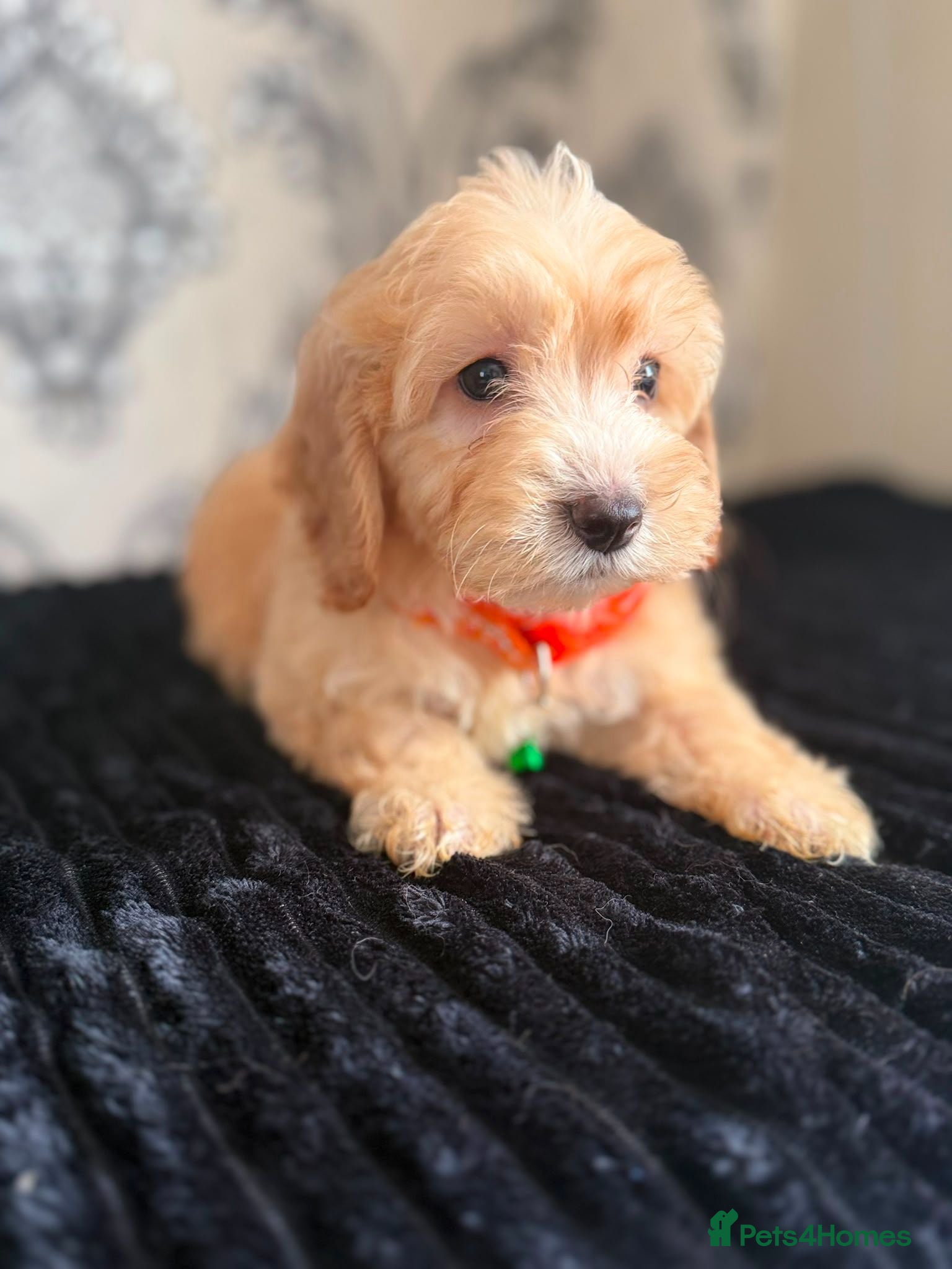 Cockapoo dogs Adorable puppies - Advert 1