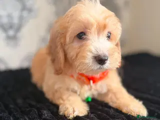 Cockapoo dogs Adorable puppies - Advert 3