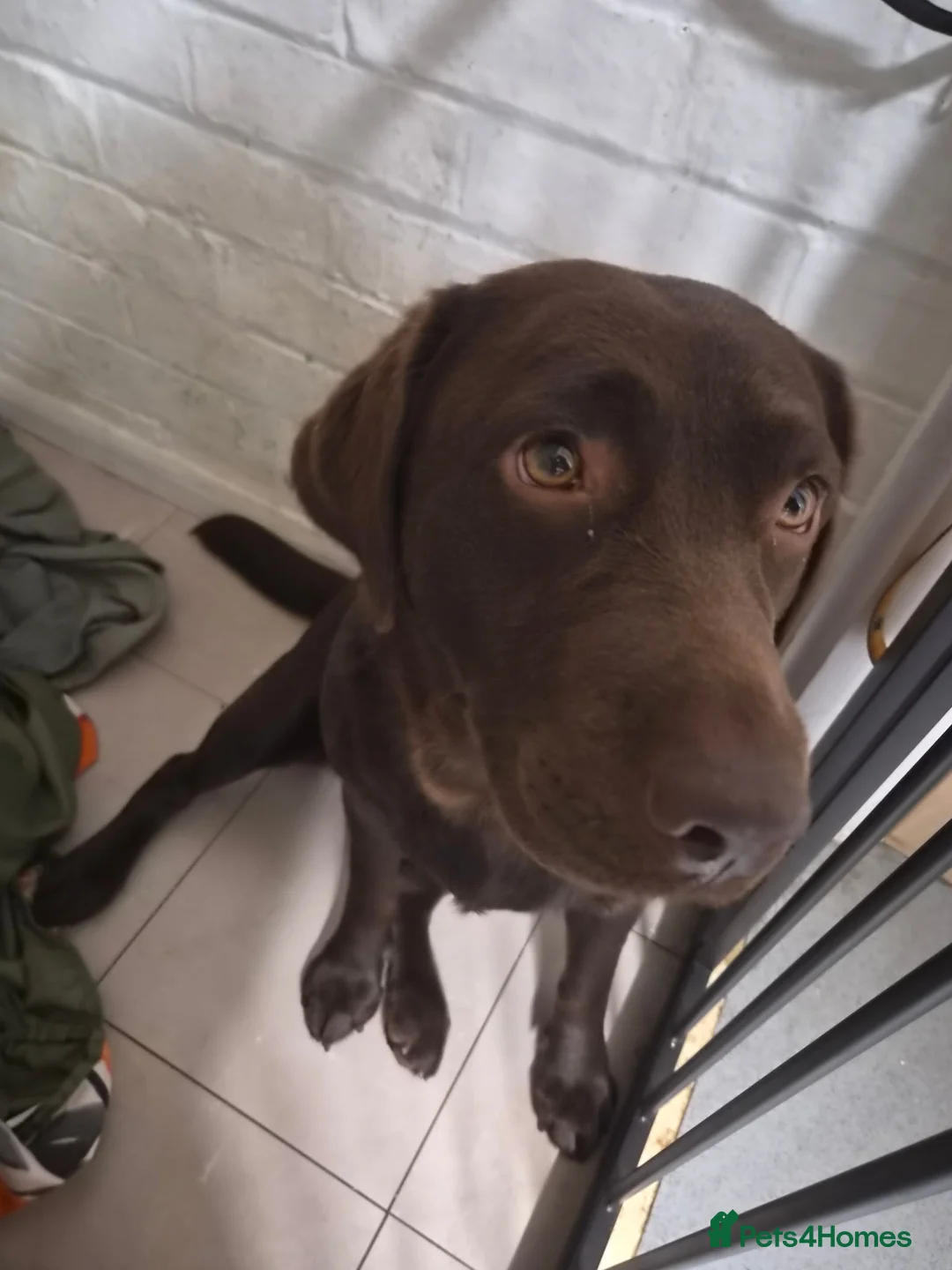 Cockapoo dogs for sale: Animals in Wellingborough - Advert 2