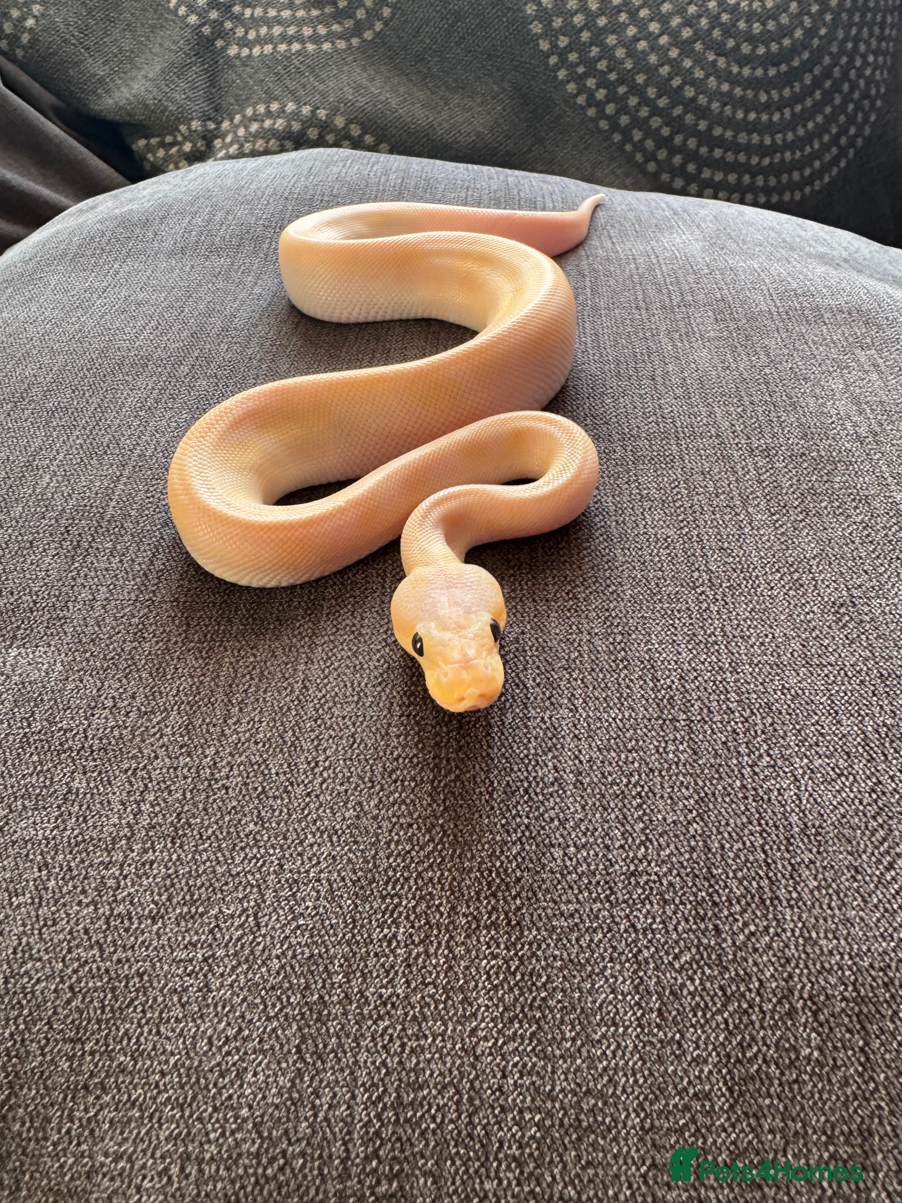Python Snake reptiles Super pastel champagne banana ball python  - Advert 22