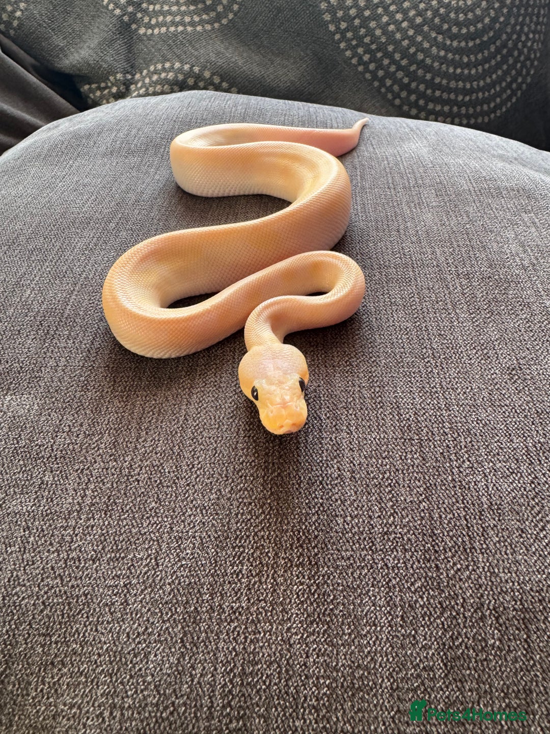 Python Snake reptiles for sale: Super pastel champagne banana ball python  - Image 1