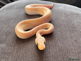 Python Snake reptiles Super pastel champagne banana ball python - Advert 1