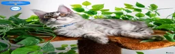 Maine Coon cats for sale: Stunning Maine Coon Kittens Ready - Advert 20