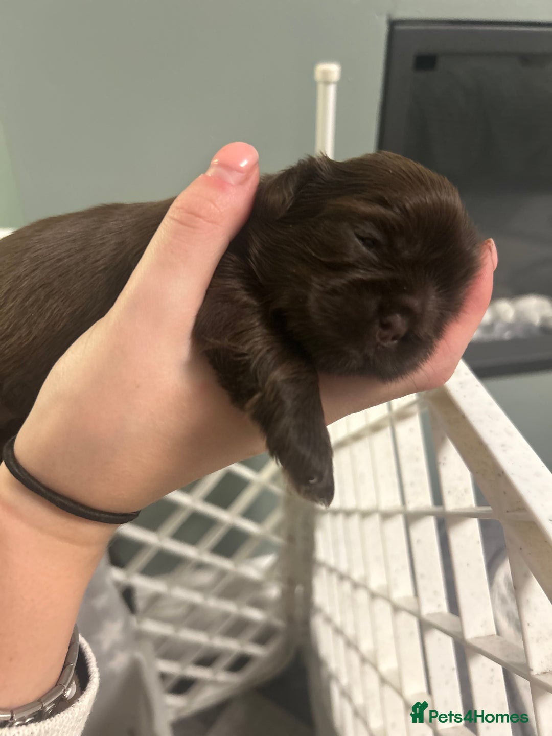 Shih Tzu dogs for sale: Stunning solid KC chocolate puppies  - Image 10