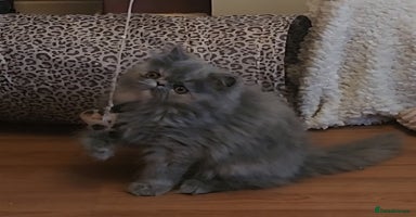 Exotic cats OUTSTANDING  QUALITY EXOTIC  KITTENS - Advert 1