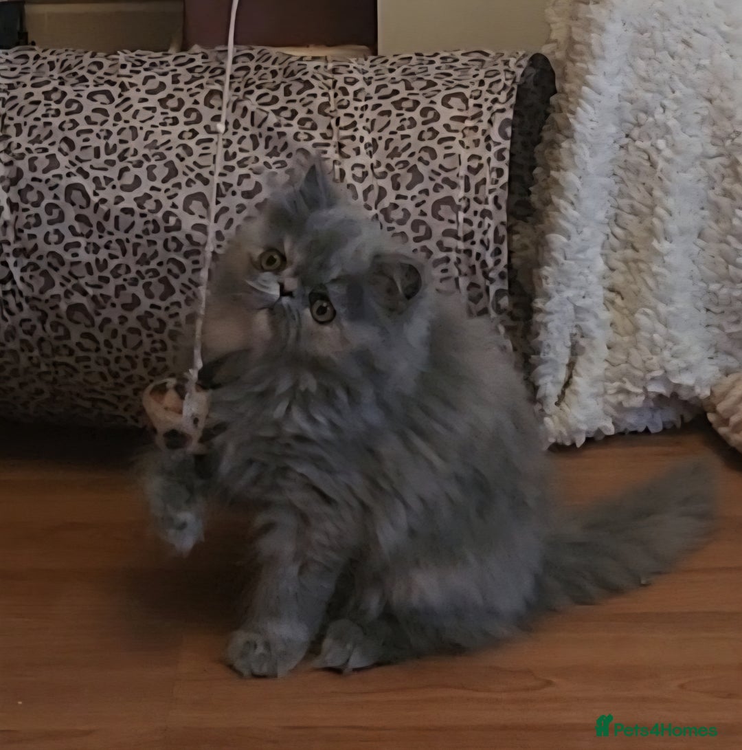 Exotic cats for sale: OUTSTANDING  QUALITY EXOTIC  KITTENS - Advert 4