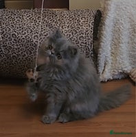 Exotic cats OUTSTANDING QUALITY EXOTIC KITTENS - Advert 4