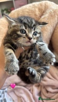 British Shorthair cats - Advert 5