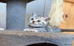 British Shorthair cats for sale: Beautiful bsh kittens  - Image 9