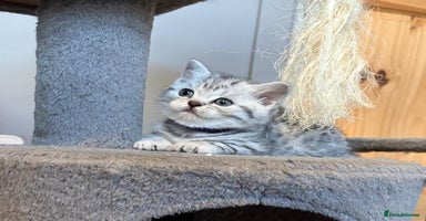 British Shorthair cats - Advert 11