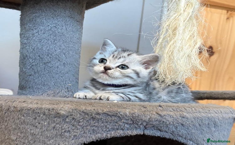 British Shorthair cats - Advert 10