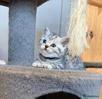 British Shorthair cats - Advert 22