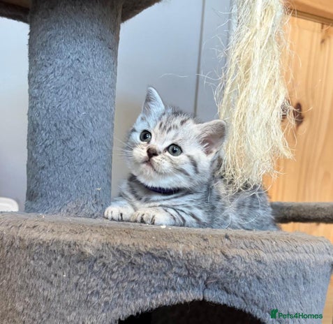 British Shorthair cats - Advert 3