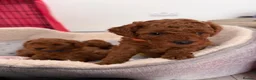 Toy Poodle dogs for sale: Red toy poodle - Advert 4