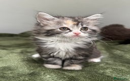 Scottish Fold cats for sale: Gorgeous fluffy Scottish Fold x DSH kittens - Image 22