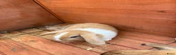 Mini Lop rabbits for sale: Mini lop baby rabbits - Advert 8