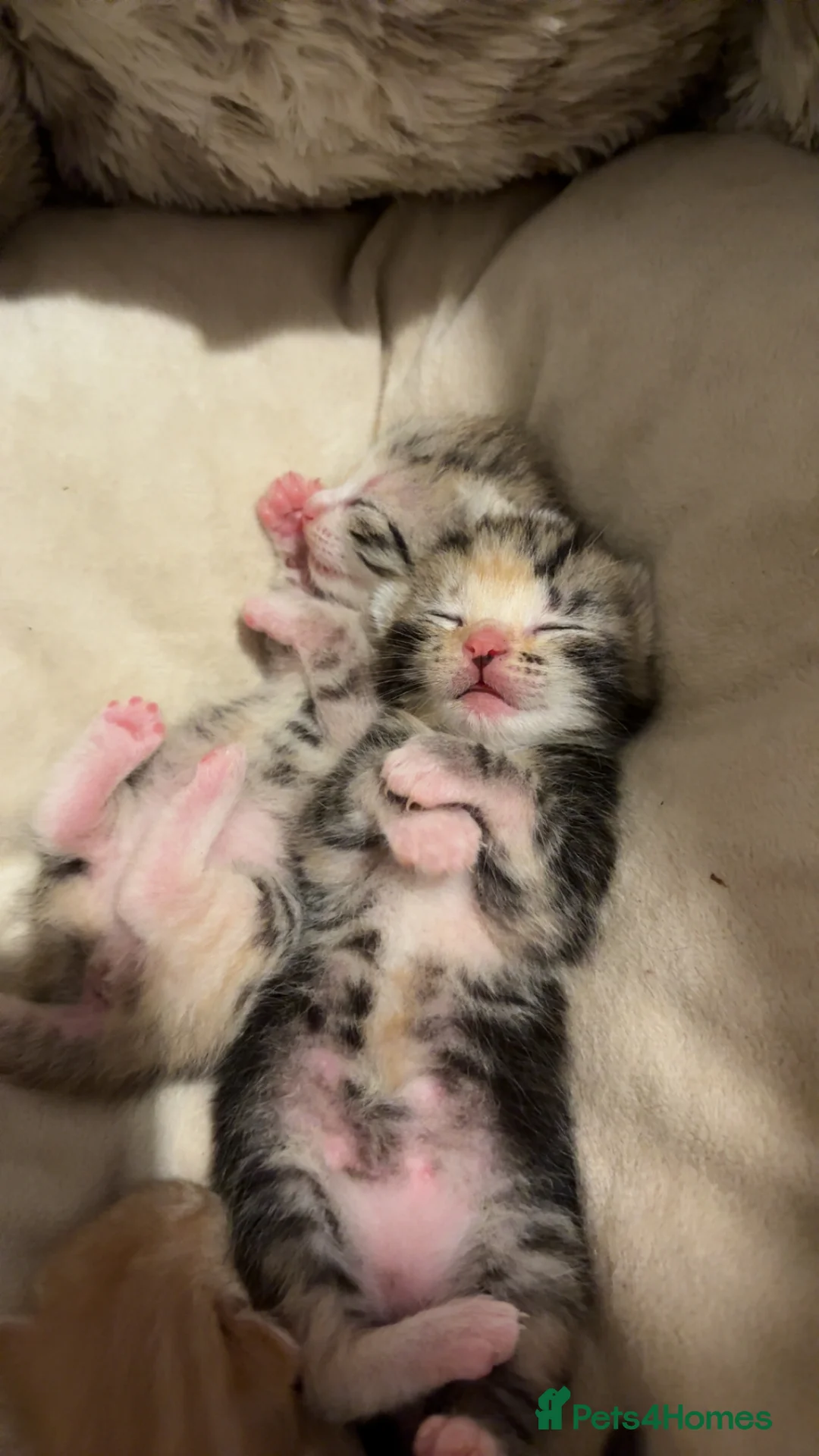 Mixed Breed cats for sale: 3 kittens available❤️ - Advert 2