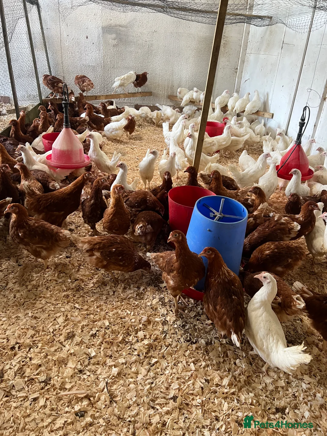 Chickens poultry for sale: Pol warren and leghorns. Starting laying now  - Advert 2