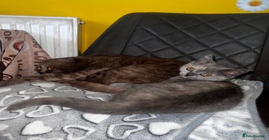 Scottish Fold cats - Advert 8