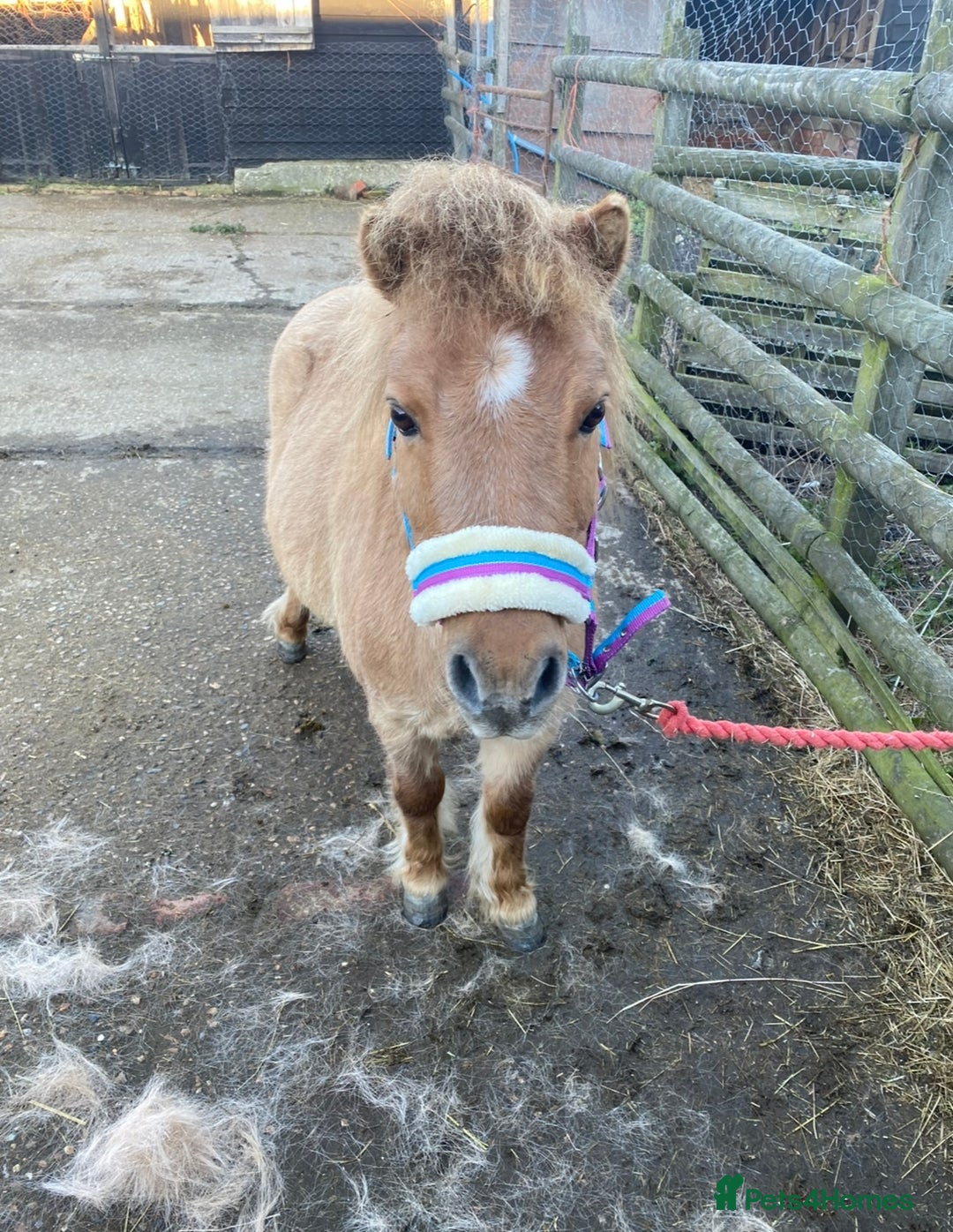 Shetland pony horses for sale: Dun Shetland gelding  - Advert 3