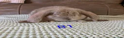 French Lop rabbits for sale: Beautiful French lops  - Advert 1