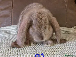 French Lop rabbits Beautiful French lops - Advert 20