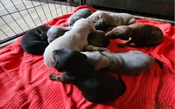 Dobermann dogs for sale: Outstanding Doberman Puppies - Image 9