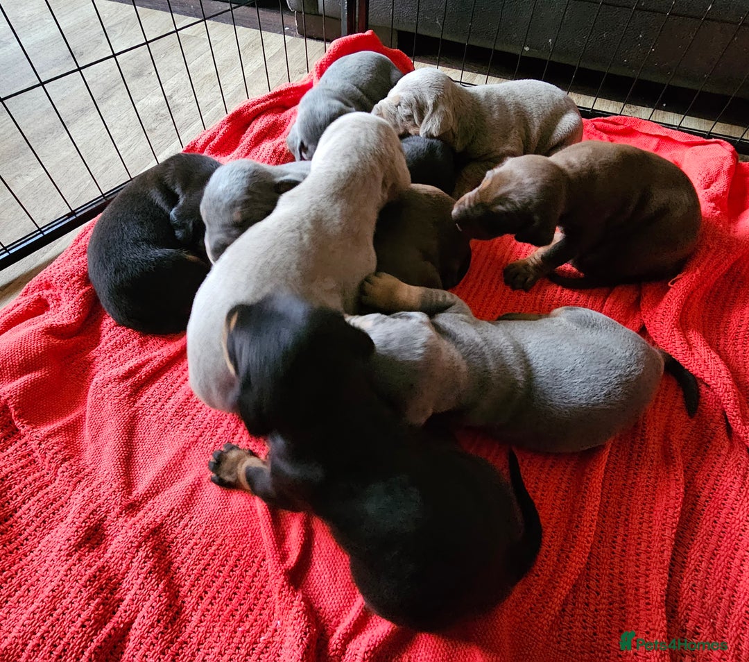 Dobermann dogs for sale: Outstanding Doberman Puppies - Image 9