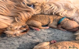 Goldendoodle dogs for sale: GOLDENDOODLE WITH A DIFFERENCE - Image 6