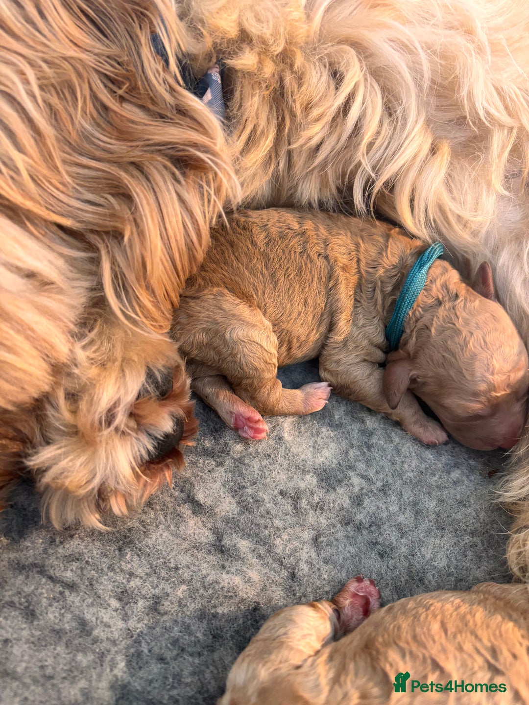 Goldendoodle dogs for sale: GOLDENDOODLE WITH A DIFFERENCE - Image 6
