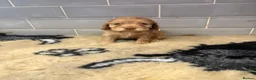 Cocker Spaniel dogs for sale: Quality show cockers - Advert 27