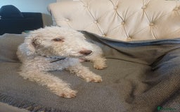 Bedlington Terrier dogs for sale: Bedlington Terrier puppy (last one remaining) - Image 4