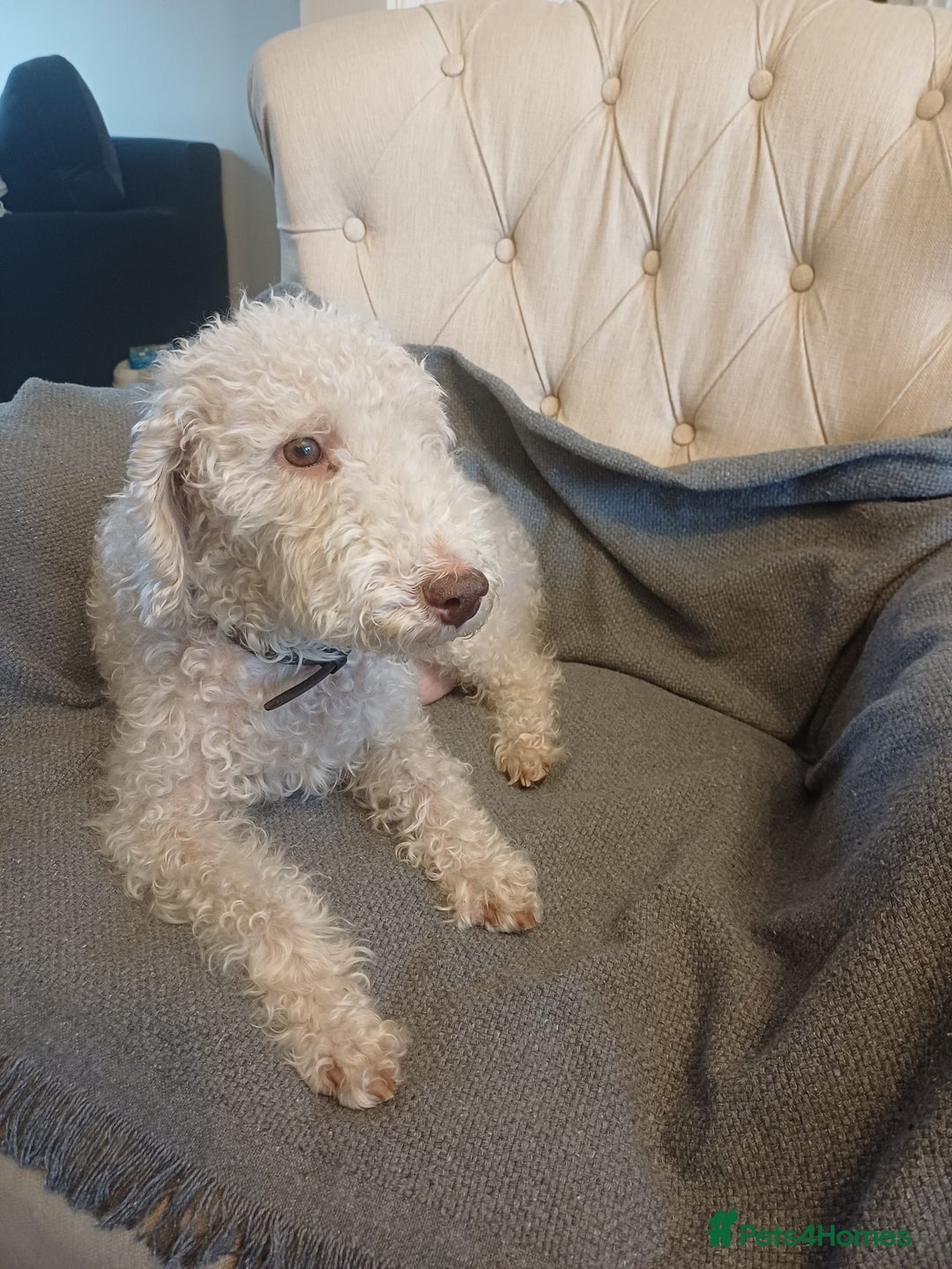 Bedlington Terrier dogs for sale: Bedlington Terrier puppy (last one remaining) - Image 4