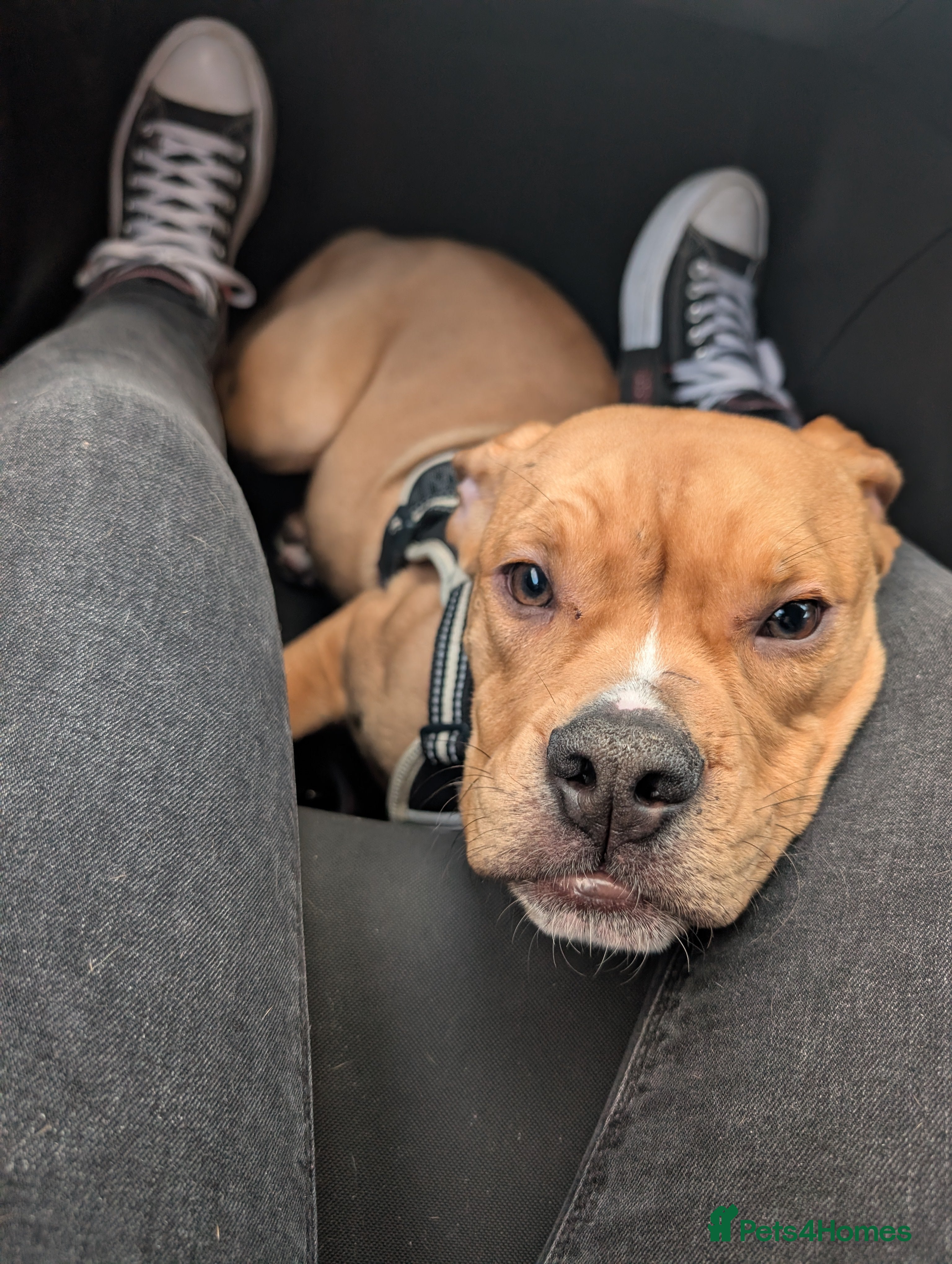 Olde English Bulldogge dogs Bruce & Dakota offers welcome. - Advert 3