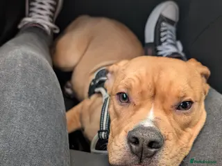 Olde English Bulldogge dogs Bruce & Dakota offers welcome. - Advert 8