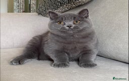 British Shorthair cats for sale: Lovely BSH  - Image 7