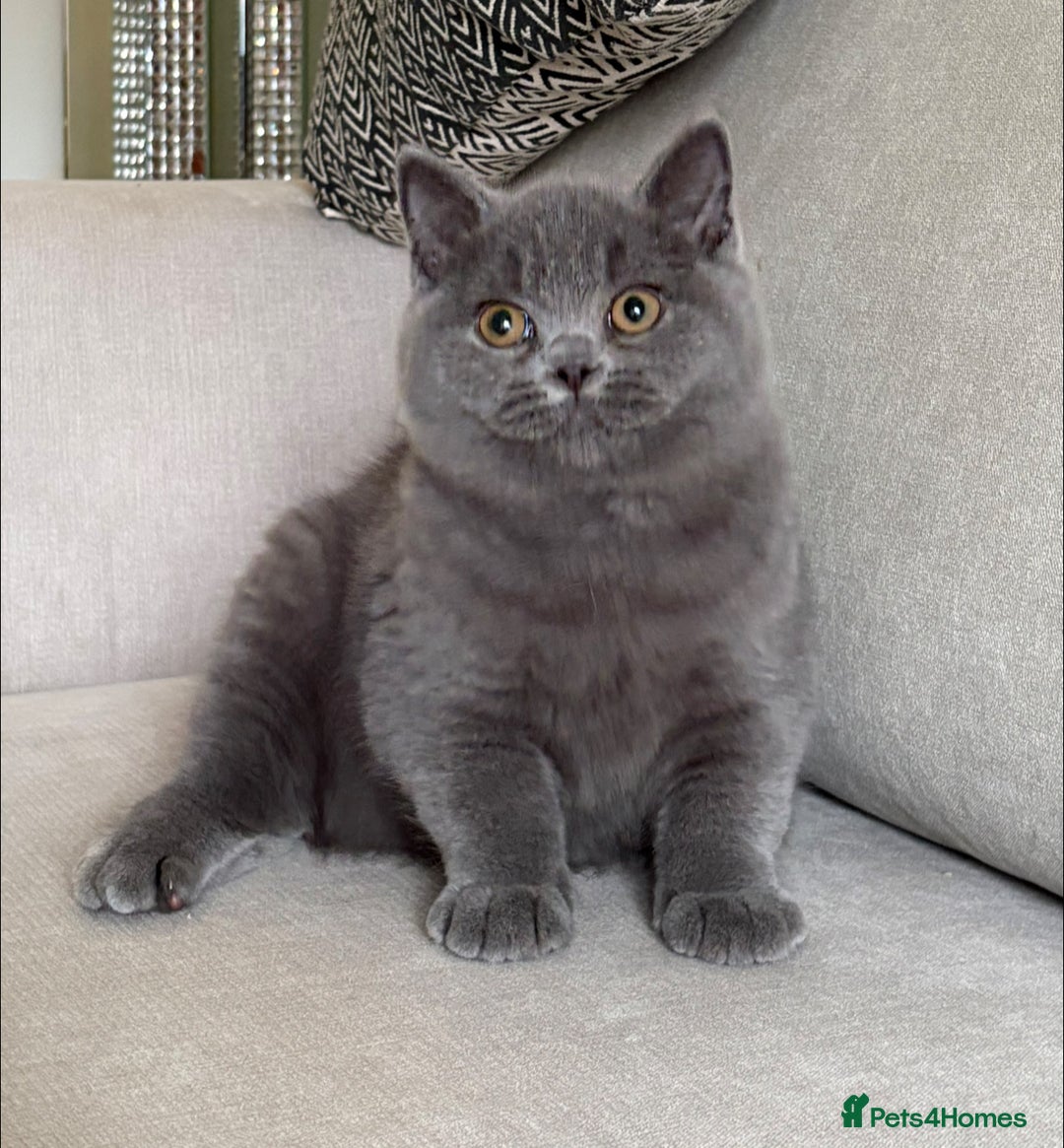 British Shorthair cats for sale: Lovely BSH  - Image 7