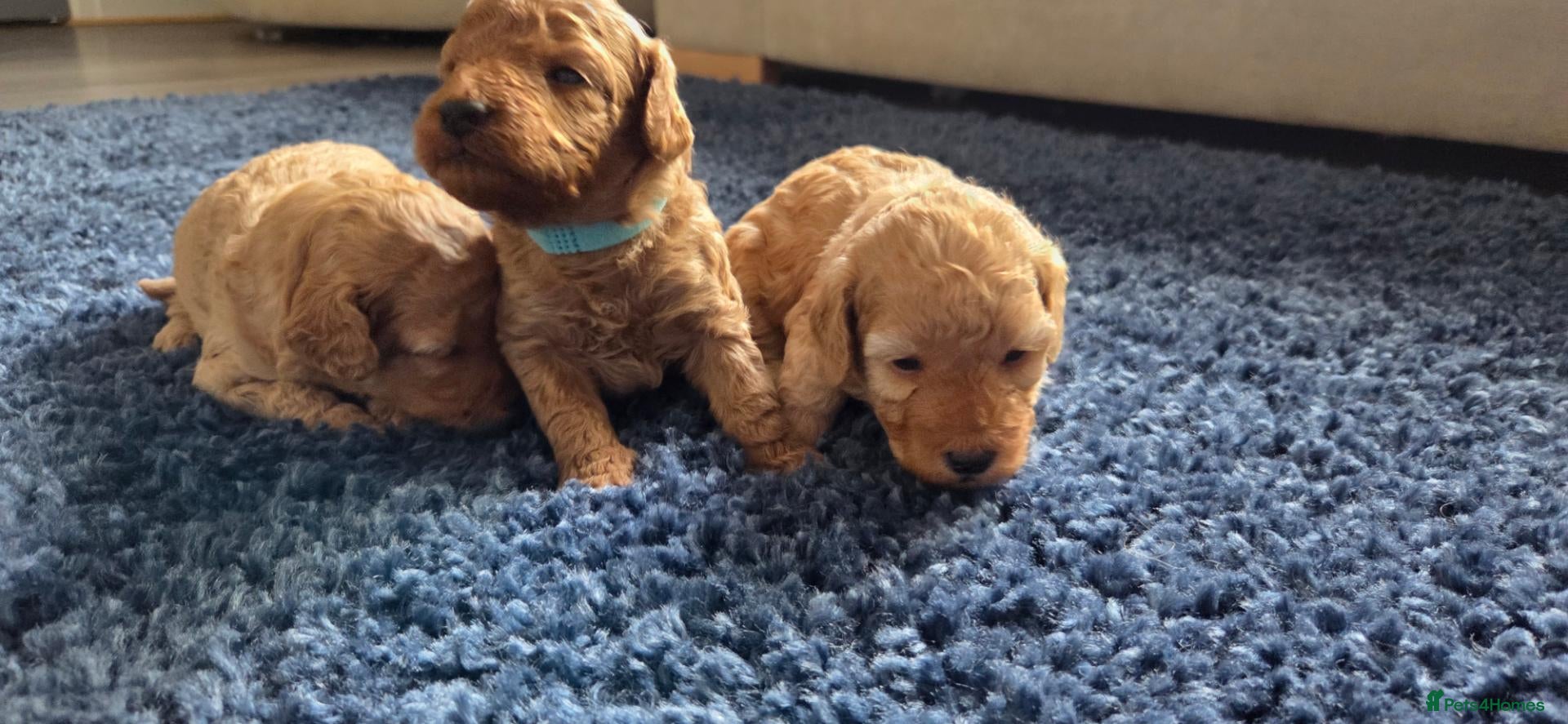 Cockapoo dogs for sale: 3 Apricot cockapoo puppies - Advert 17