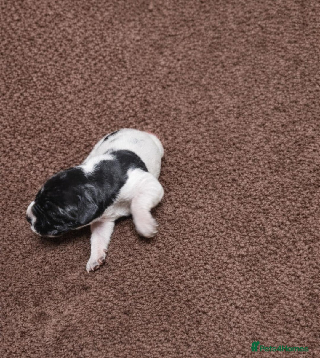 Pointer dogs for sale: English pointers - Advert 6