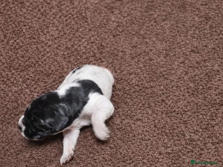 Pointer dogs English pointers - Advert 15