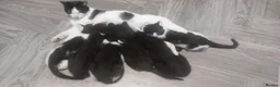 Mixed Breed cats for sale: 6 happy playful kittens - Advert 9