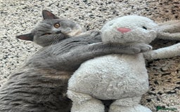 British Shorthair cats for sale: GCCF Active Registration  - Image 1