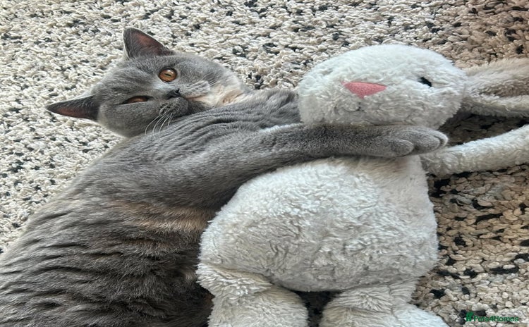 British Shorthair cats - Advert 12